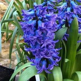 Delft Blue Hyacinth (Hyacinthus orientalis Delft Blue) Img 2